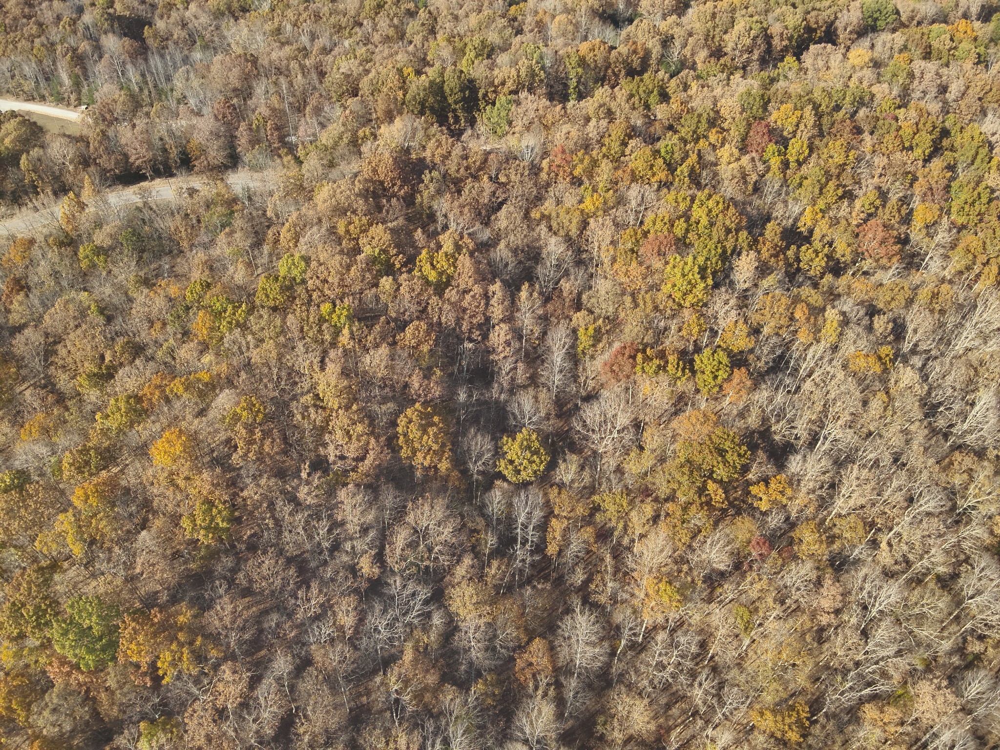 0 Airport Ridge Road Linden, TN 37096 - Photo 6 of 16 a close up of a plant