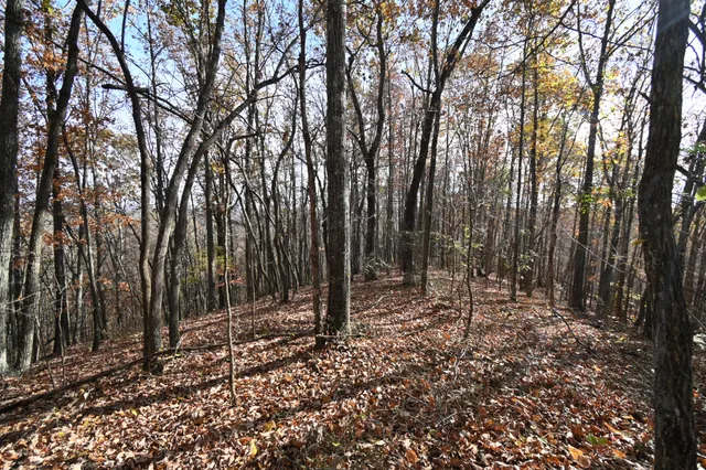 a view of outdoor space with lots of trees