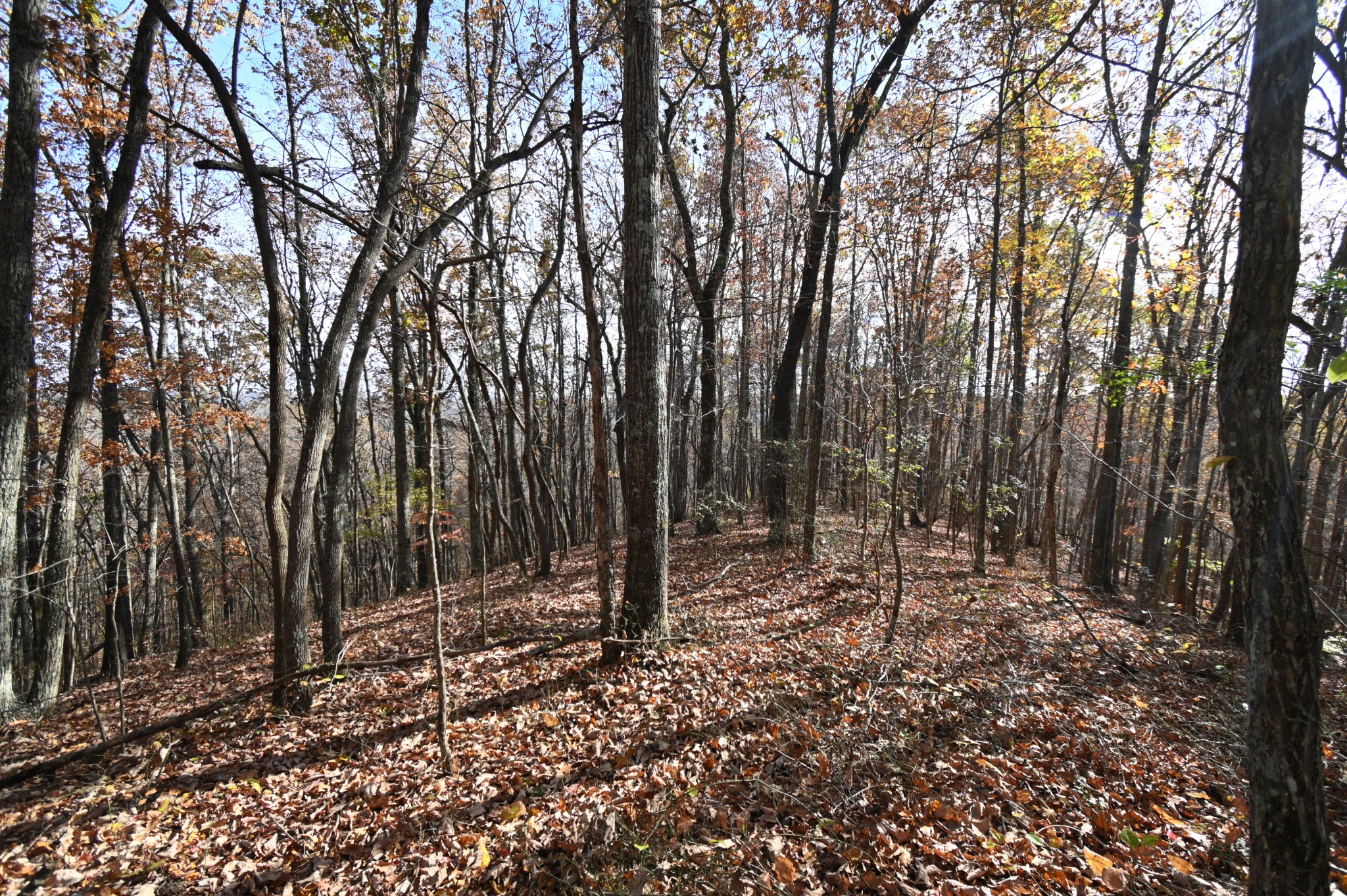 0 Airport Ridge Road Linden, TN 37096 - Photo 8 of 16 a view of outdoor space with lots of trees