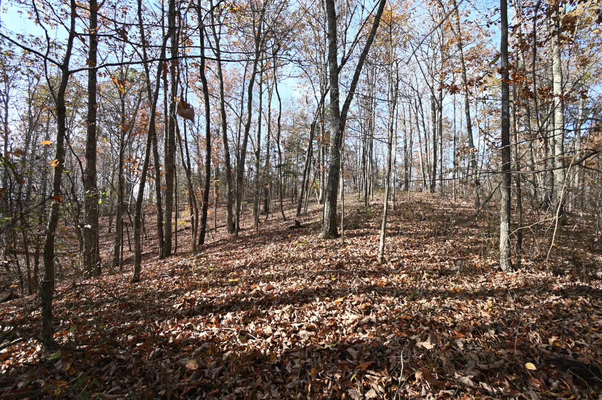 0 Airport Ridge Road Linden, TN 37096 - Photo 9 of 16 a view of a forest with trees in the background