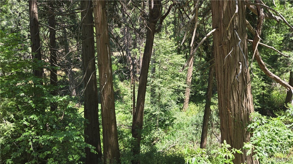 987 Deer Run Road Cedarpines Park, CA 92322 - Photo 12 of 14 a view of forest