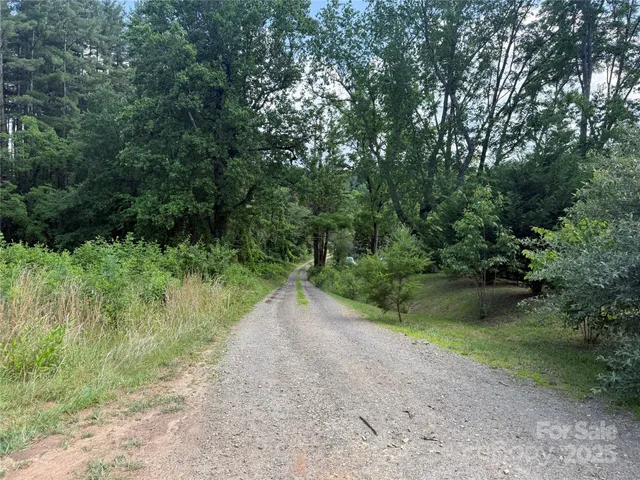 a view of a yard with plants and a large tree