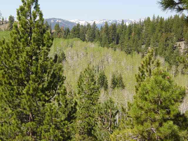 3 La Mirada Road Truckee, CA 96161 - Photo 5 of 7