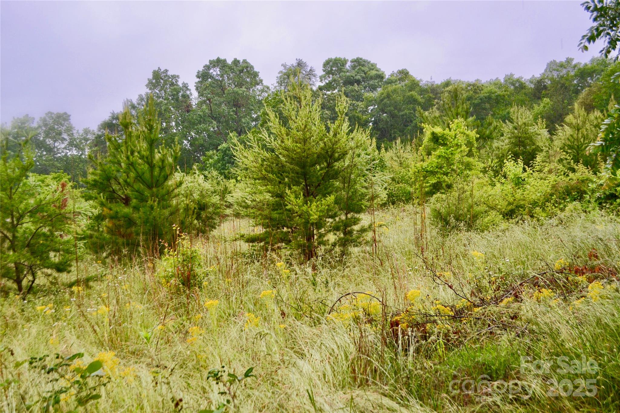 0 Chase High Road Forest City, NC 28043 - Photo 4 of 6 Gallery Image 4
