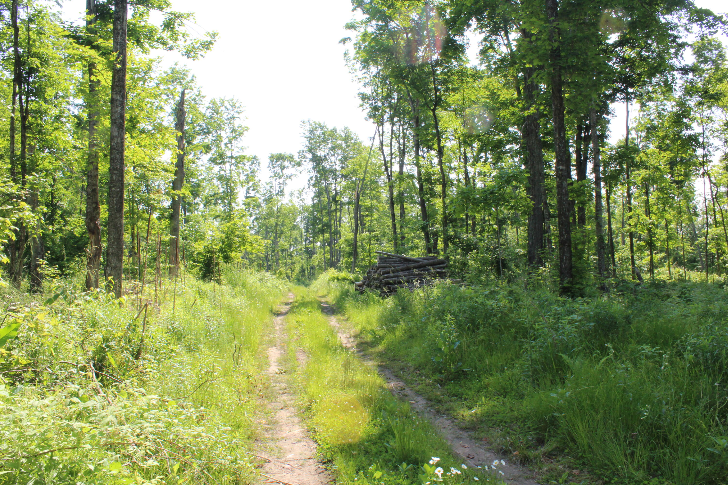 0 McGahn Road Germfask, MI 49836 - Photo 22 of 22 IMG_2441