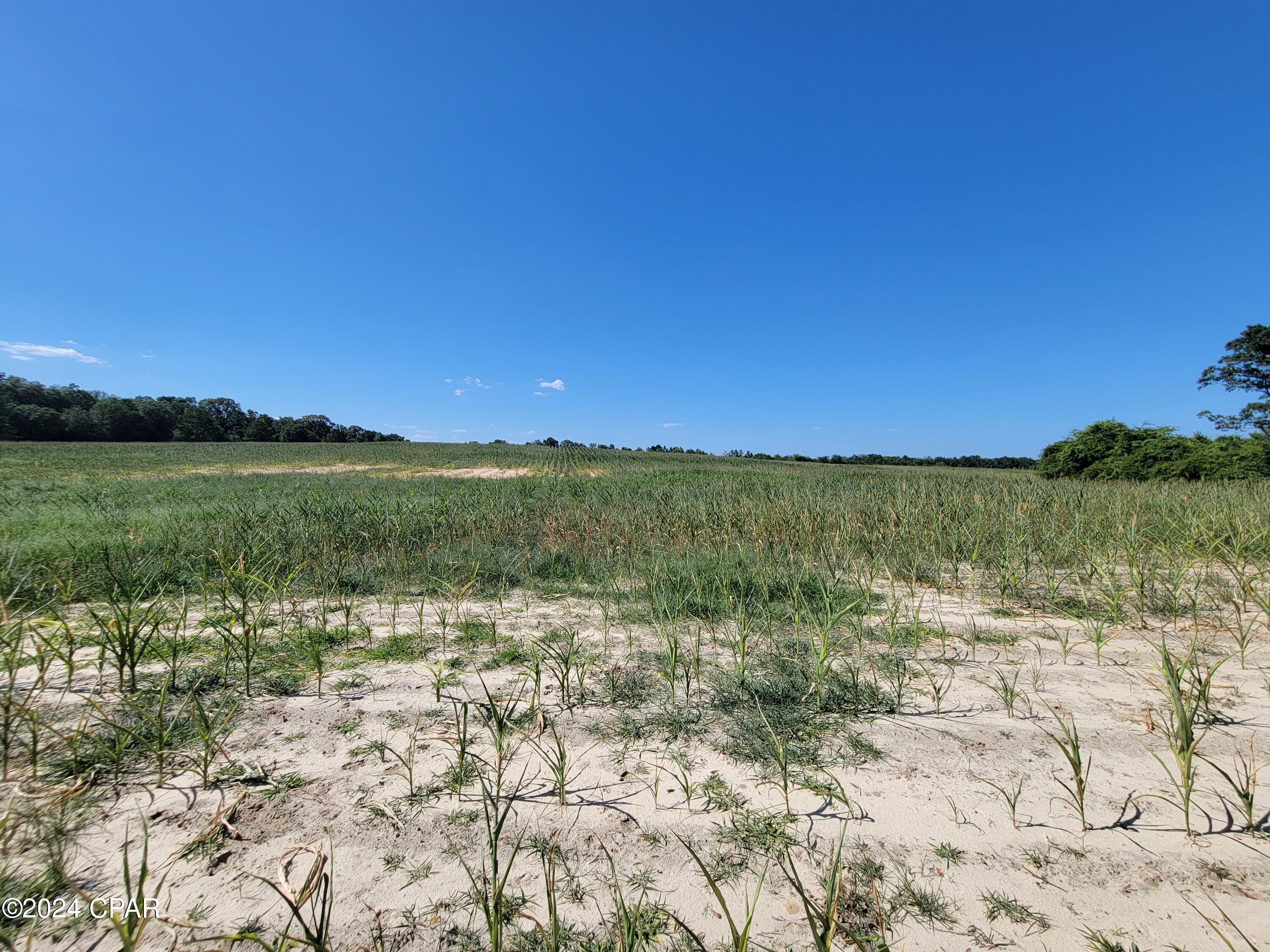 Lot 4 Bradley Road Westville, FL 32464 - Photo 4 of 7