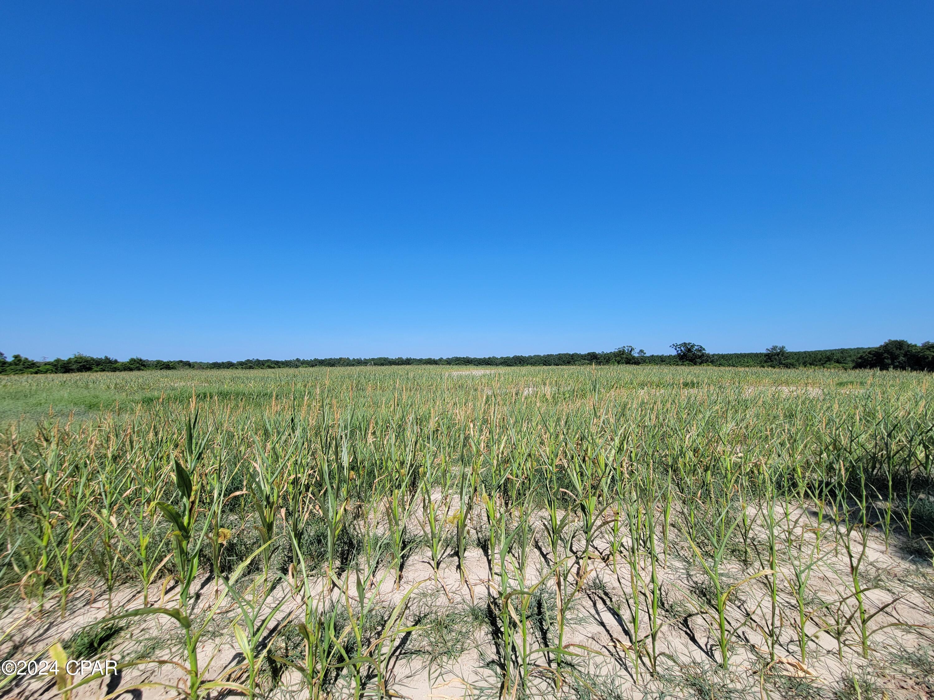 Lot 4 Bradley Road Westville, FL 32464 - Photo 6 of 14