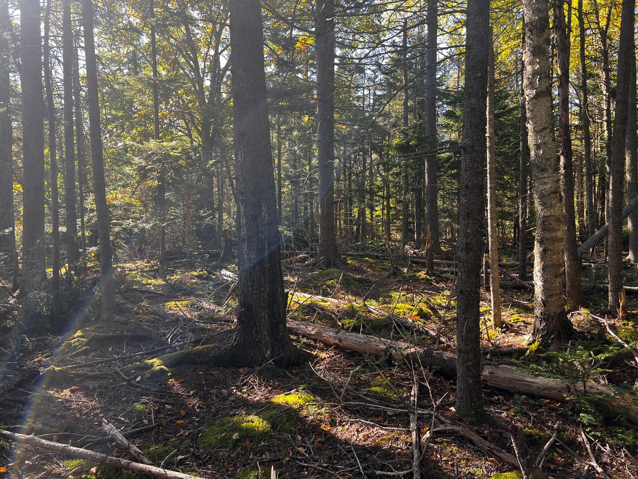 13-8 Fish Creek Road Deer Isle, ME 04627 - Photo 4 of 8 ford 2