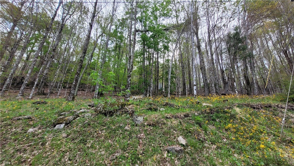 241 Lakeledge Road Beech Mountain, NC 28604 - Photo 6 of 21 a view of outdoor space and green space