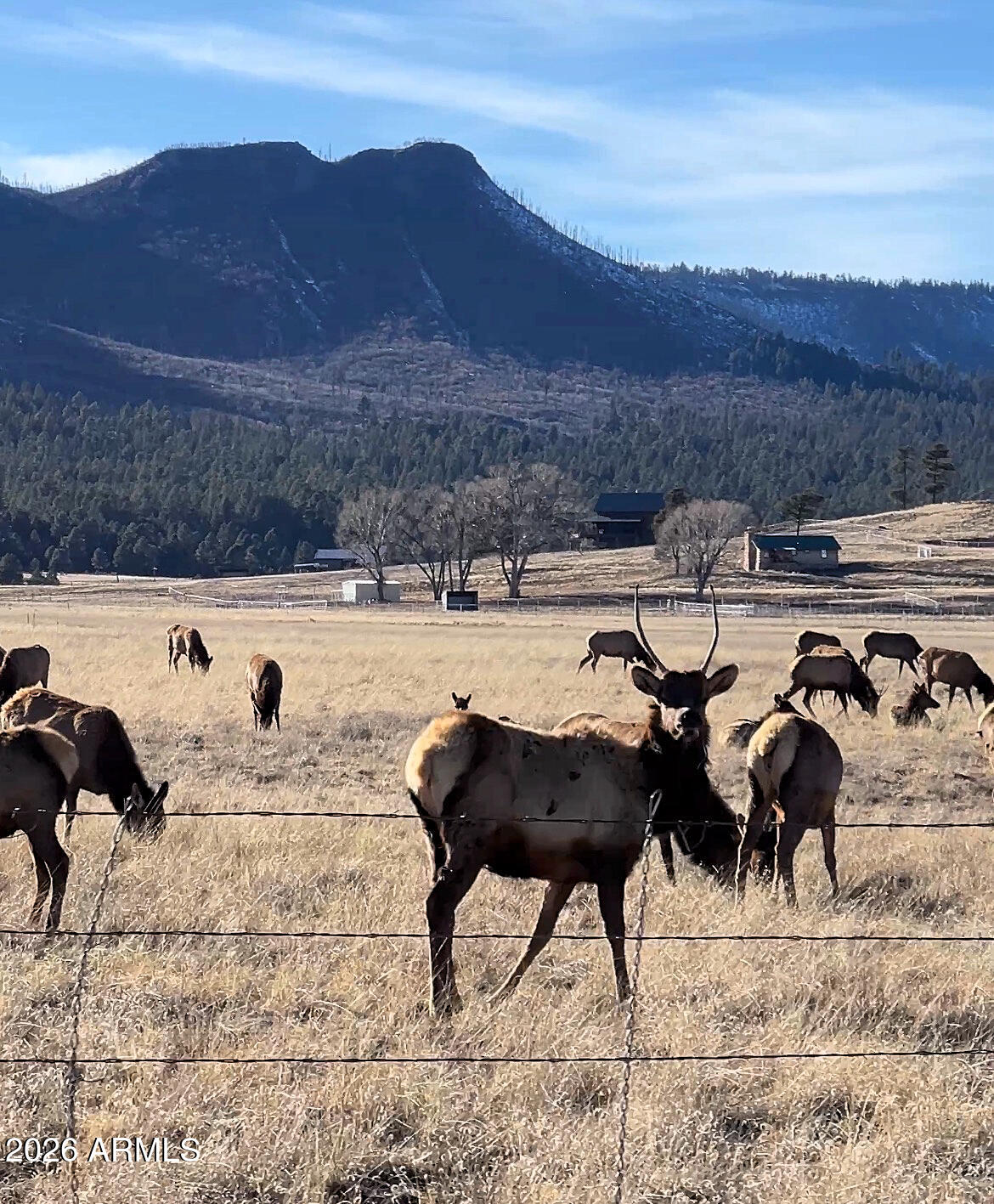 3 County Road Alpine, AZ 85920 - Photo 38 of 39 Alpine Elk
