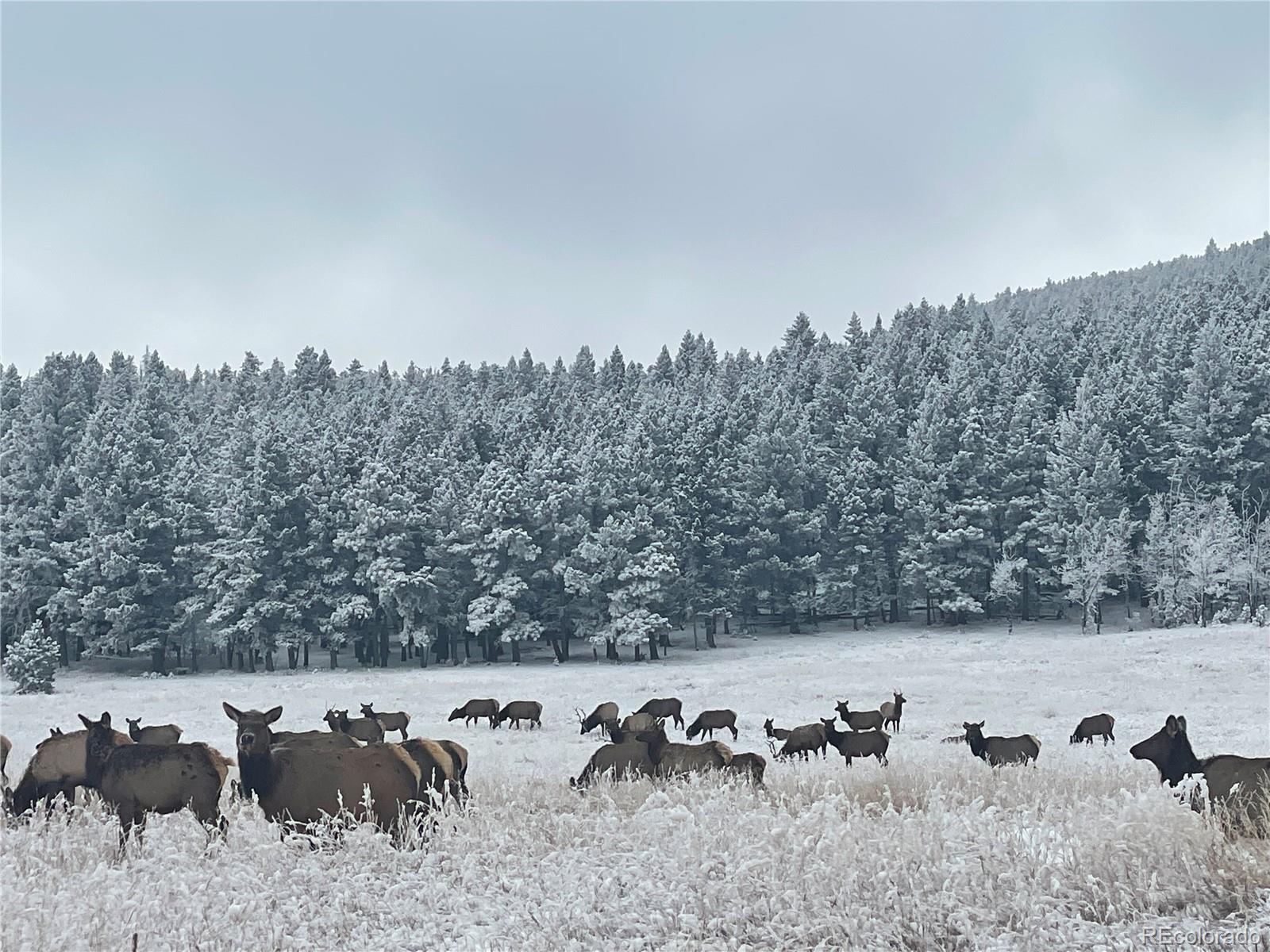 32217 Buffalo Park Road Evergreen, CO 80439 - Photo 44 of 46 a view of a herd of animals grazing on a lush green field