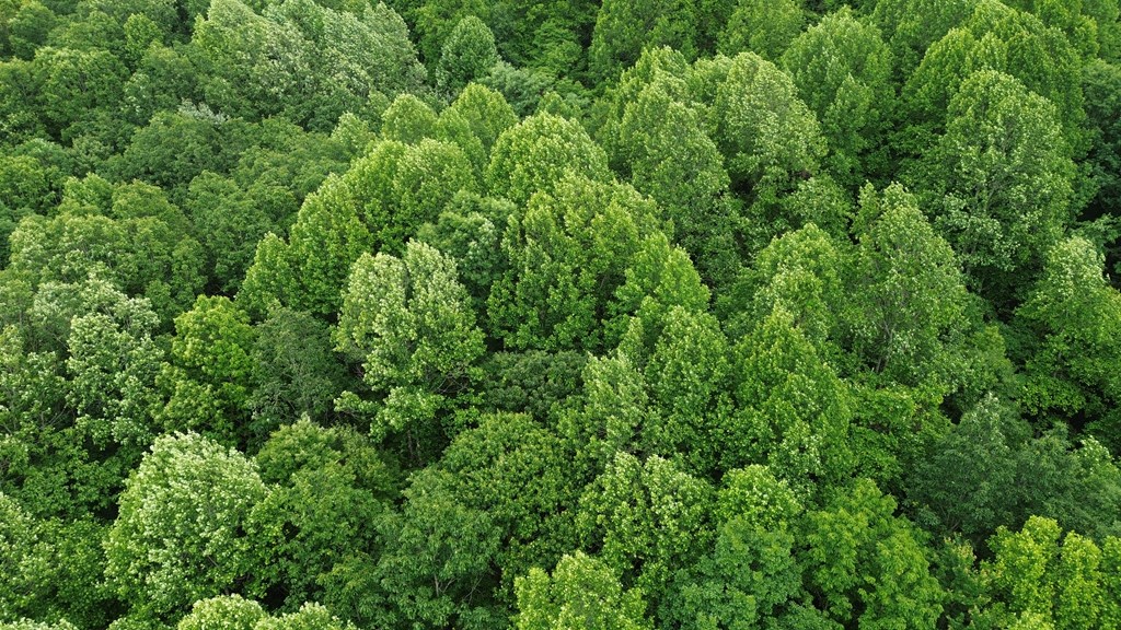 115 Calvender Road Turtletown, TN 37391 - Photo 19 of 23 a view of a lush green forest