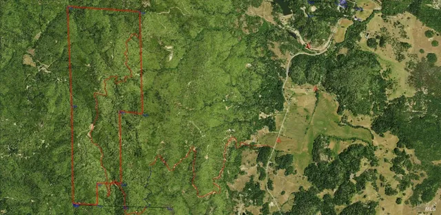 a view of a lush green forest with lots of trees