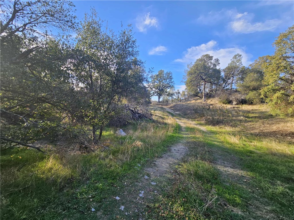 a view of outdoor space and trees