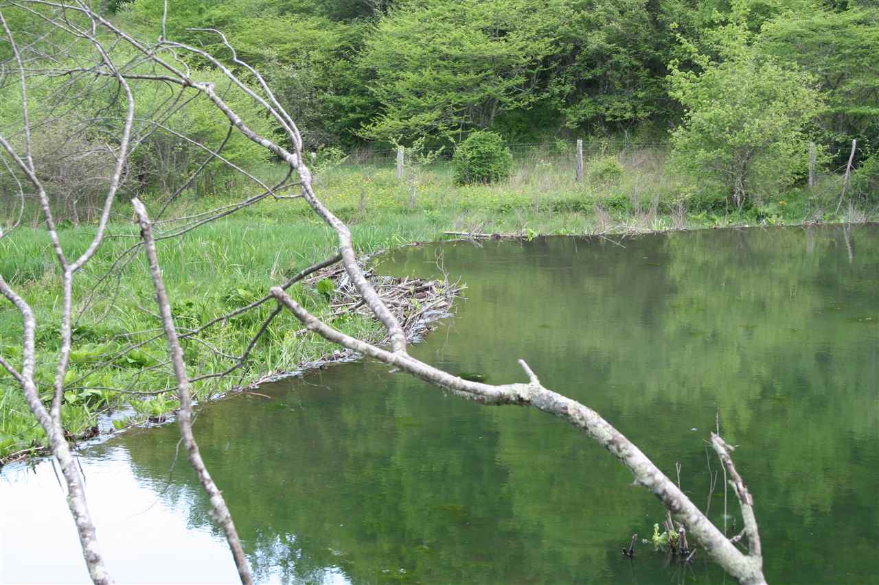 Tbd Dug Bank Road Monterey, VA 24465 - Photo 22 of 43 Gallery Image 22