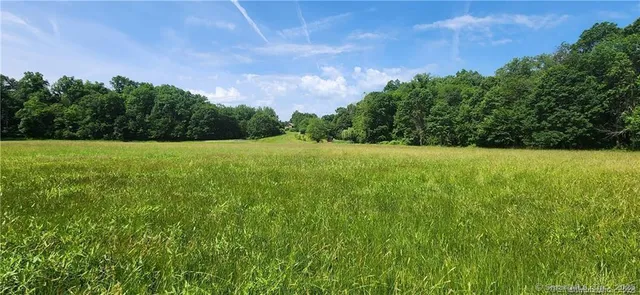 a view of a green field with a tree in the background