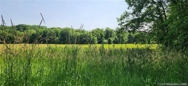 a view of a field with a tree in the background