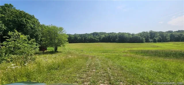 a view of field with tall trees