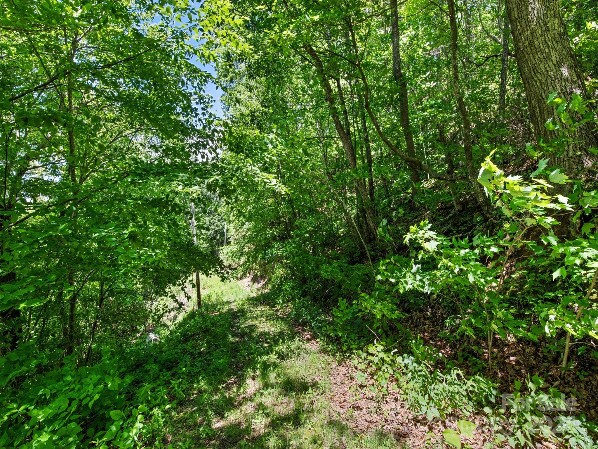 Tbd Eli Ridge Road Clyde, NC 28721 - Photo 15 of 23 a view of a lush green forest