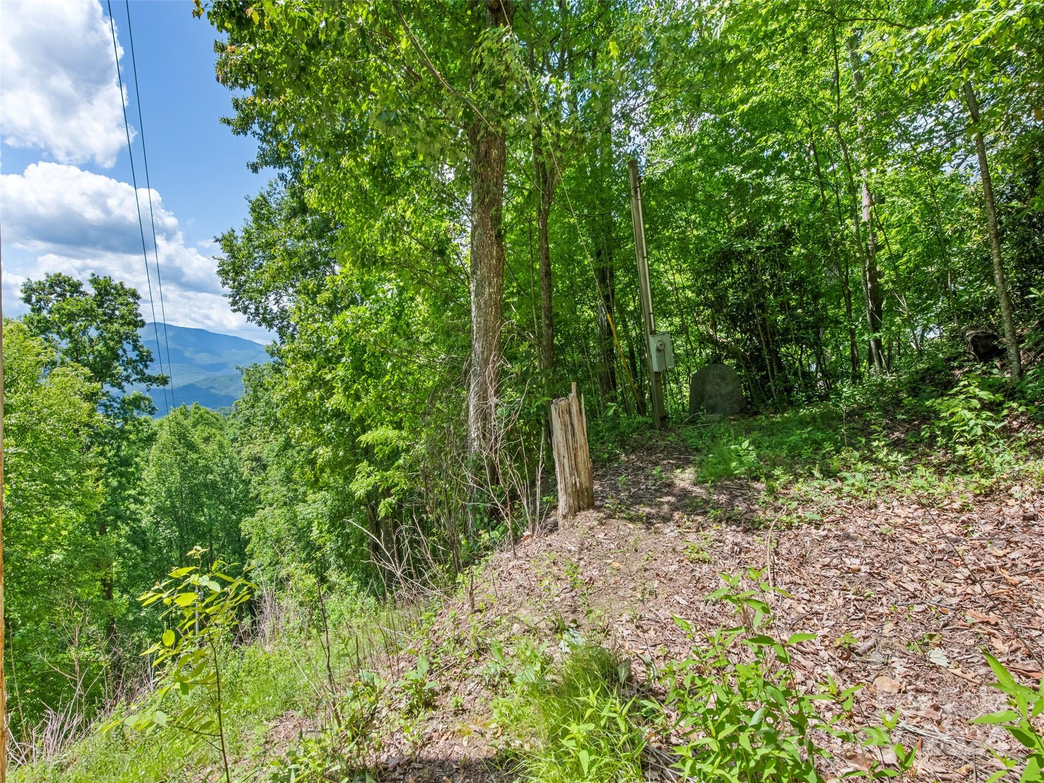Tbd Eli Ridge Road Clyde, NC 28721 - Photo 17 of 23 a view of a yard with plants and large trees