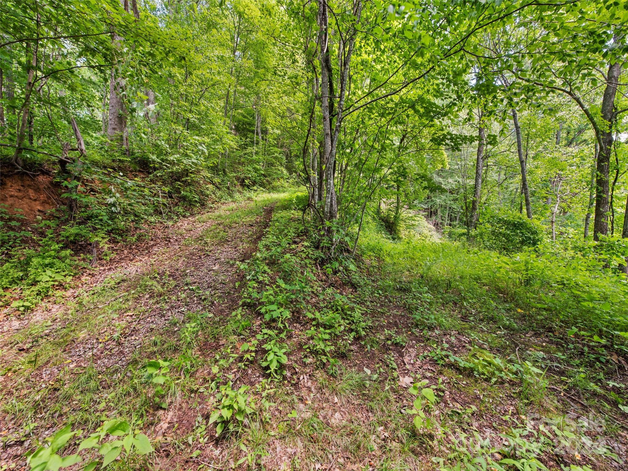 Tbd Eli Ridge Road Clyde, NC 28721 - Photo 18 of 23 a view of a lush green forest