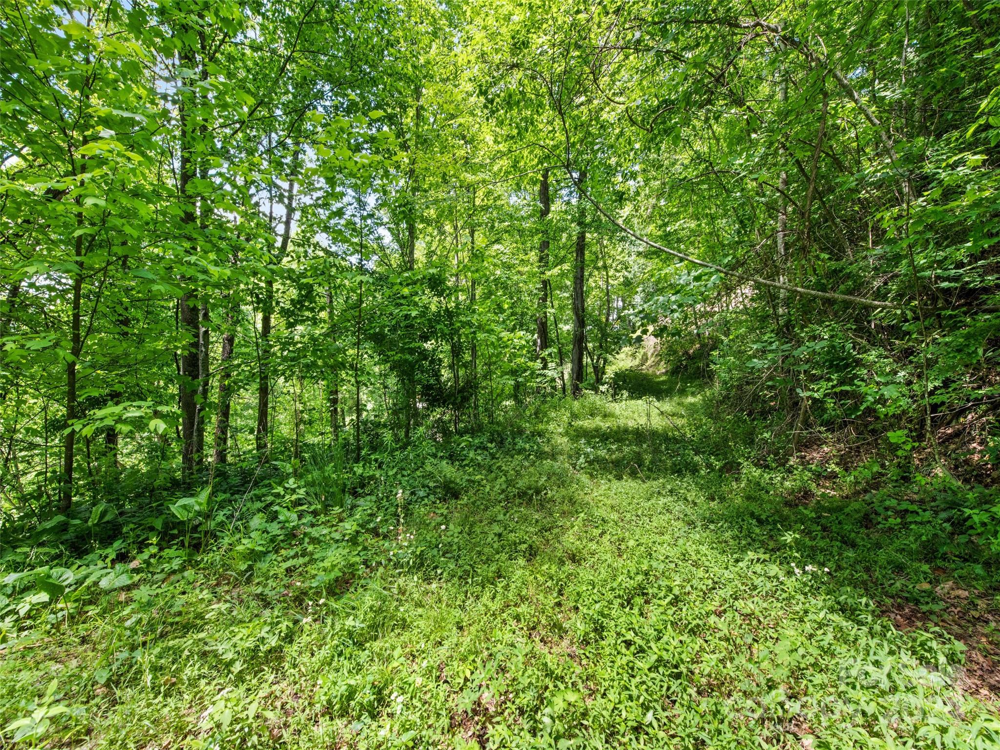 Tbd Eli Ridge Road Clyde, NC 28721 - Photo 20 of 23 a view of a lush green forest