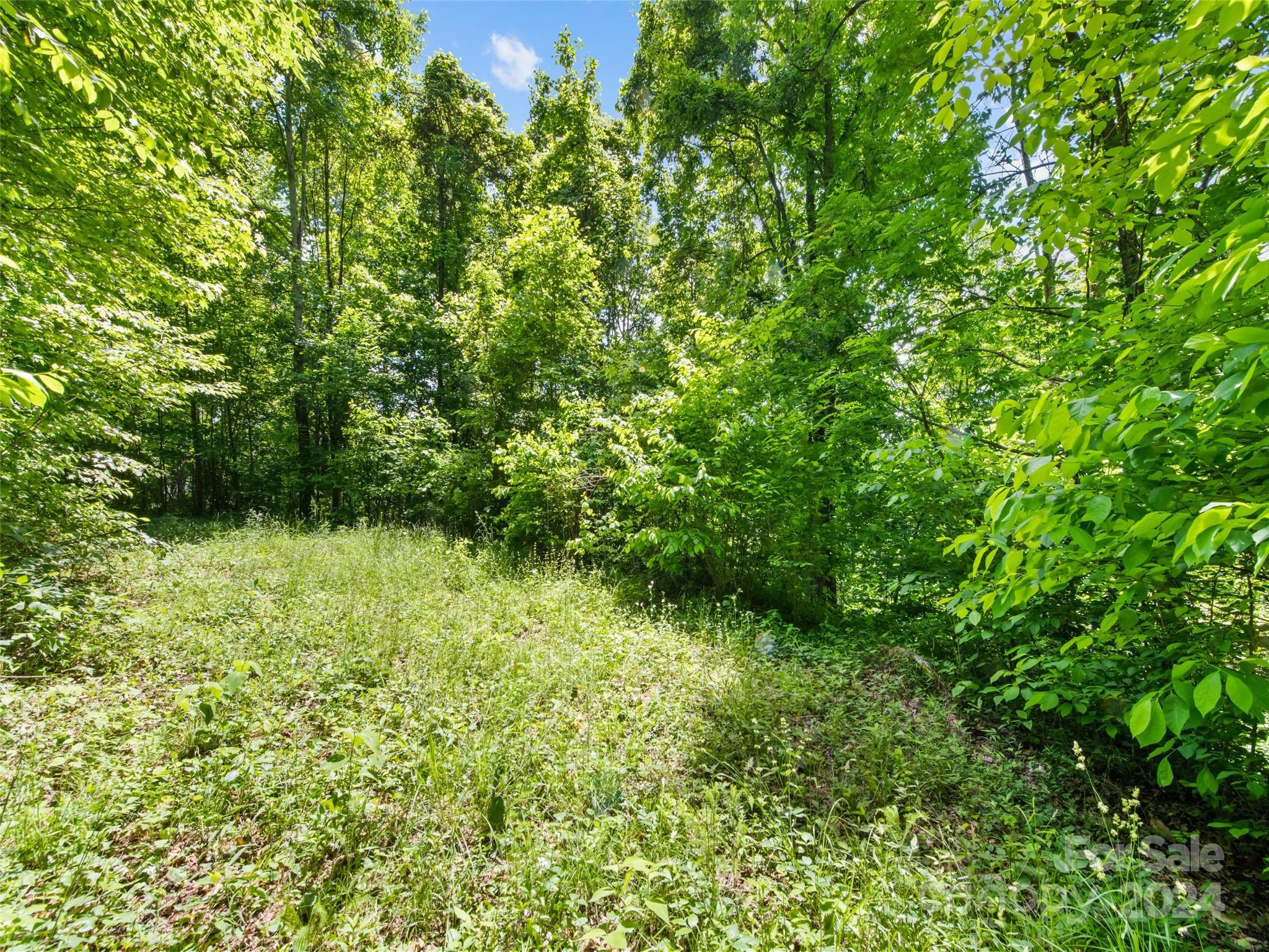 Tbd Eli Ridge Road Clyde, NC 28721 - Photo 22 of 23 a view of a yard with a tree