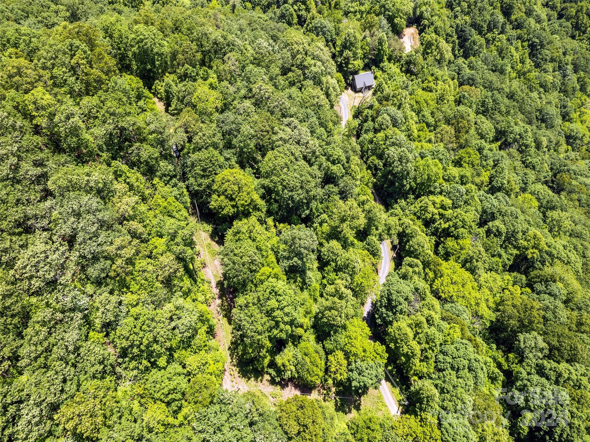 Tbd Eli Ridge Road Clyde, NC 28721 - Photo 3 of 23 a view of a lush green forest with a tree