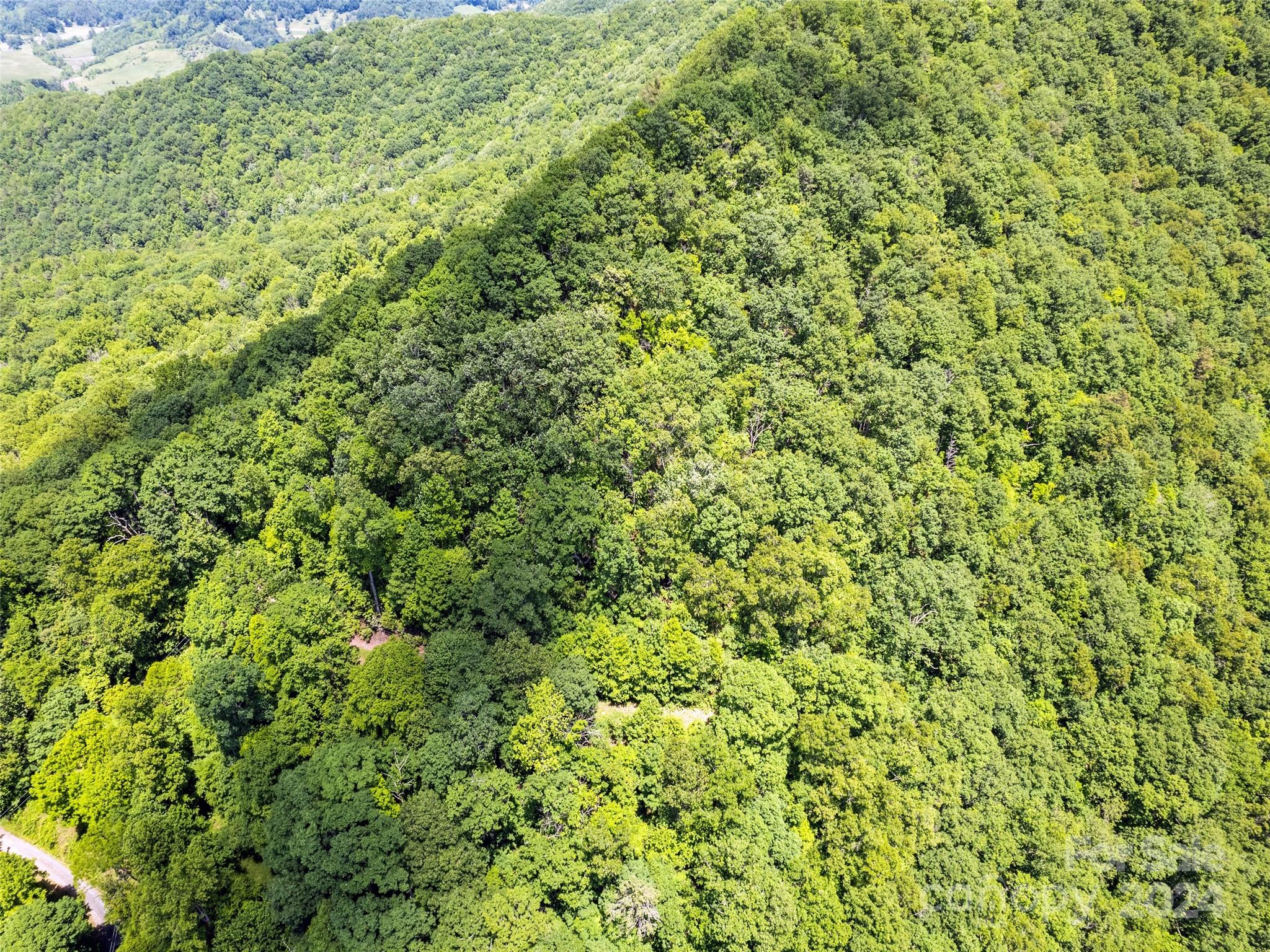 Tbd Eli Ridge Road Clyde, NC 28721 - Photo 10 of 23 a view of a big yard with plants and large trees