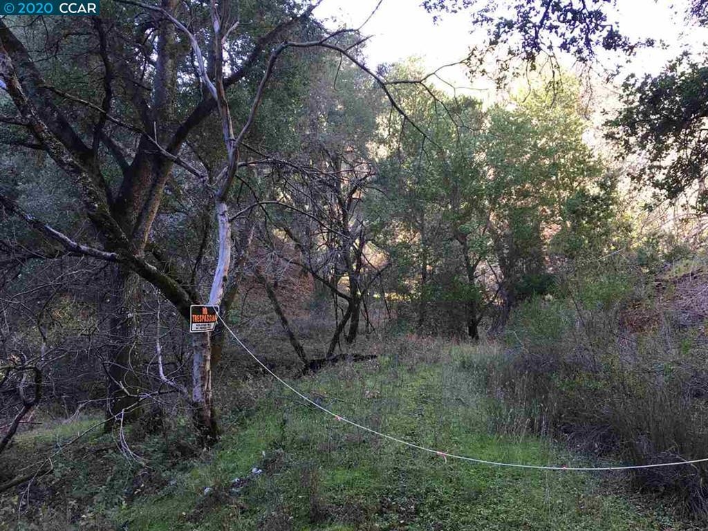 a view of a forest with a tree