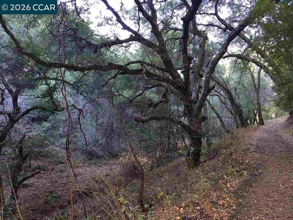 Lark Lane San Ramon, CA 94583 - Photo 2 of 4 a view of a yard