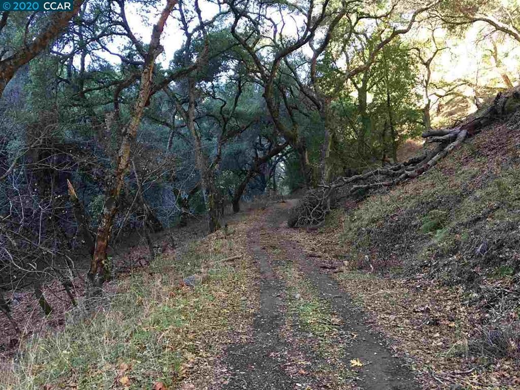 Lark Lane San Ramon, CA 94583 - Photo 3 of 4 a view of a forest with trees in the background