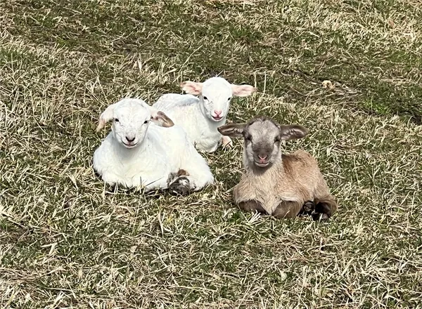 $1,900,000 | 665 Oconee Creek Road, Walhalla, SC 29691