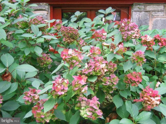 209 Hawthorn Road Baltimore, MD 21210 - Photo 11 of 28 a view of a flower
