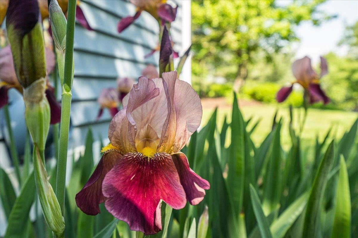 7 Swift Lane Merrimack, NH 03054 - Photo 4 of 39