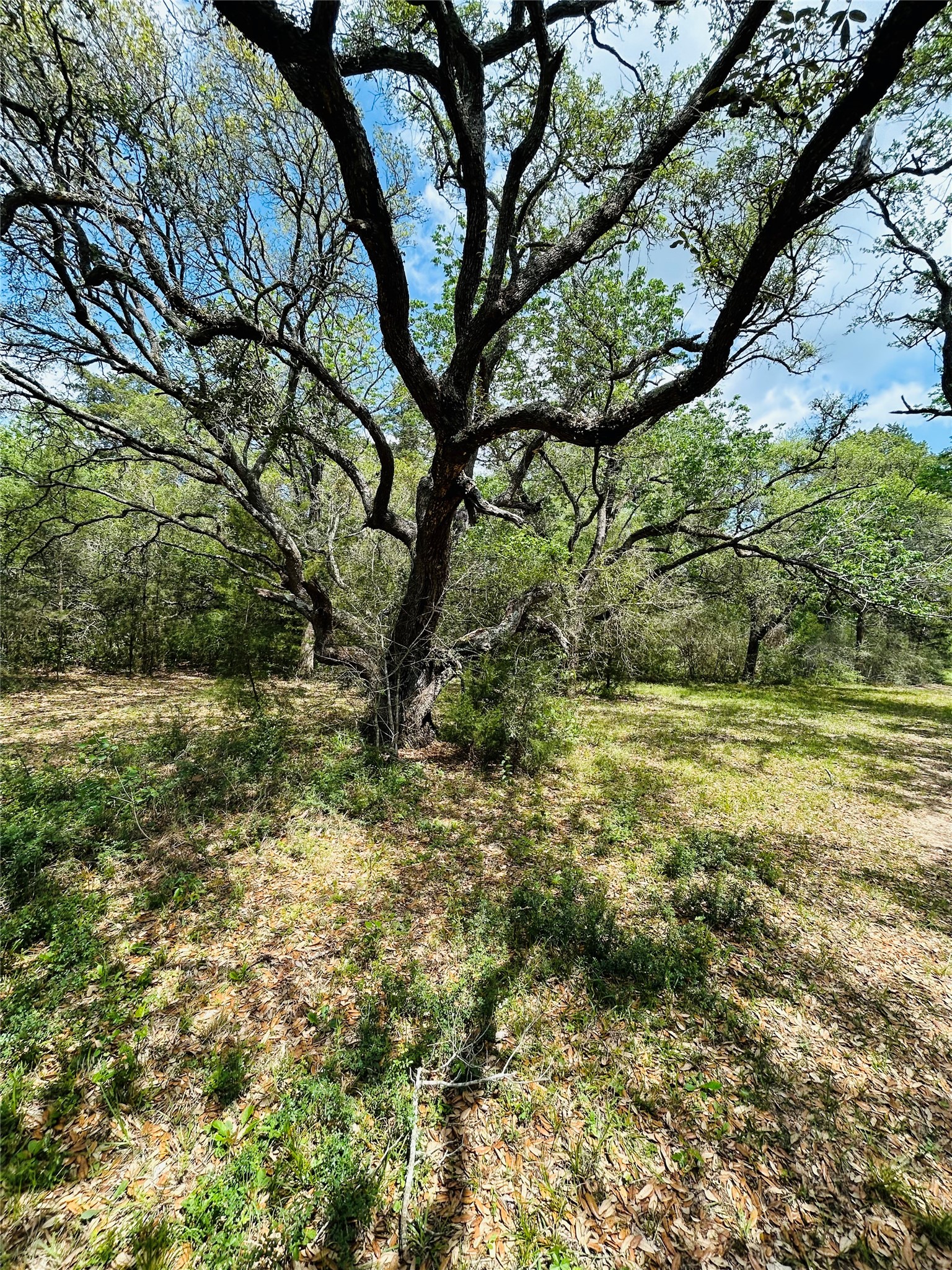 32-acres Dunlavy Road Cat Spring, TX 78933 - Photo 15 of 18