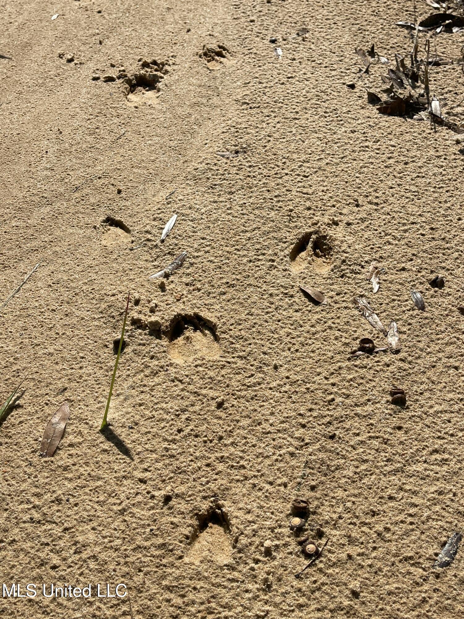 14119 Highway 98 Lucedale, MS 39452 - Photo 5 of 30 IMG_0785