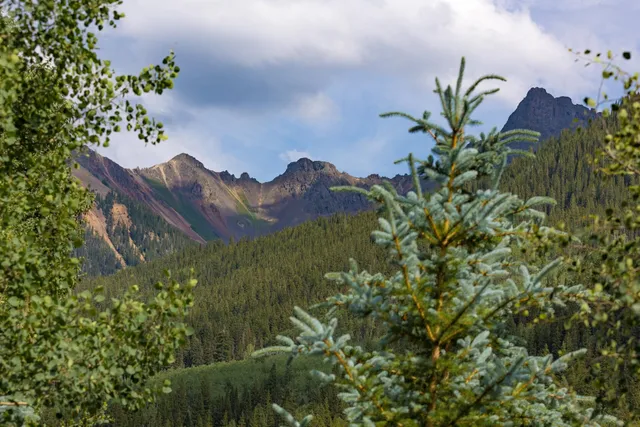 a view of a tree in a garden