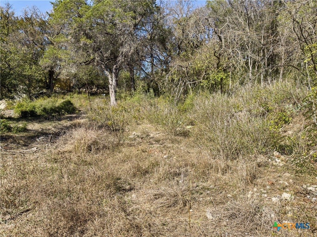 595 Dittlinger Street New Braunfels, TX 78130 - Photo 12 of 19 a view of a yard with a tree