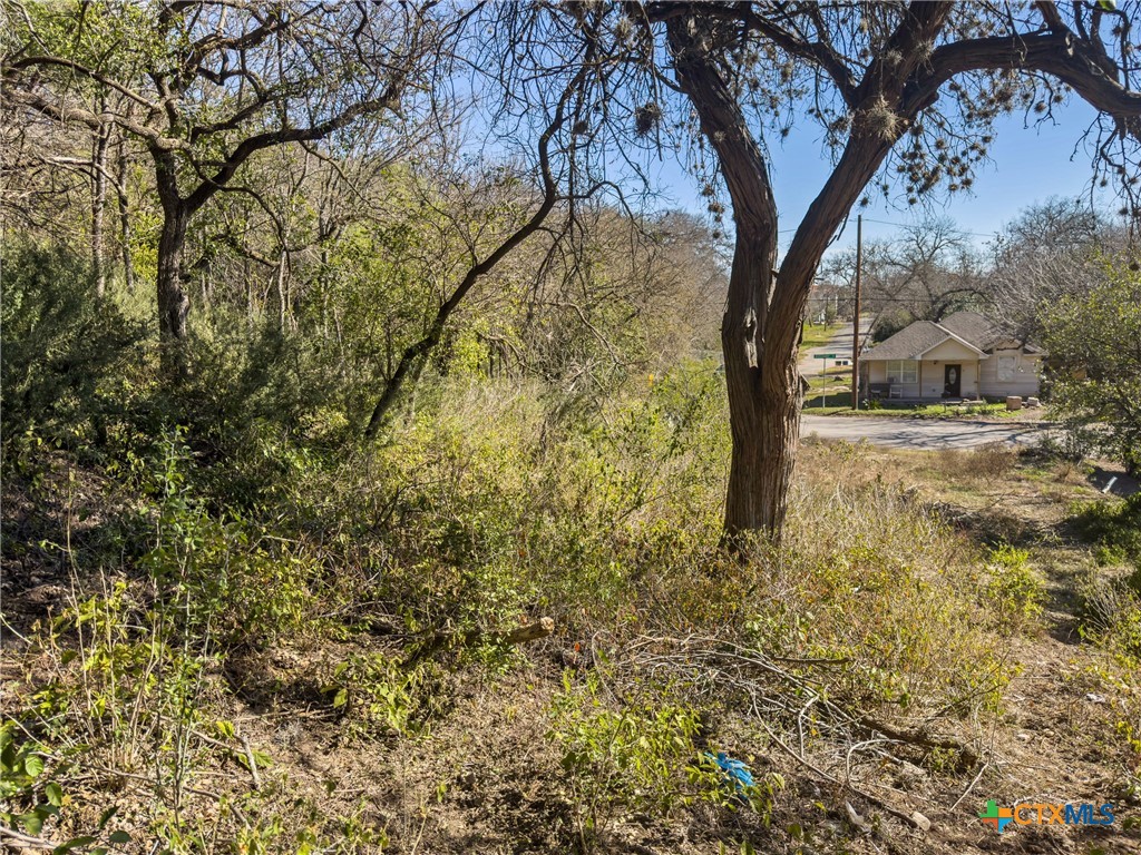 595 Dittlinger Street New Braunfels, TX 78130 - Photo 8 of 19 a view of a yard with large trees