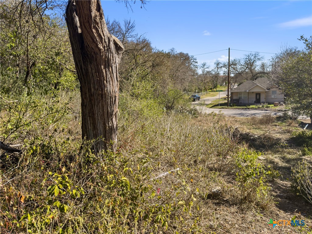 595 Dittlinger Street New Braunfels, TX 78130 - Photo 9 of 19 a view of a trees in a yard