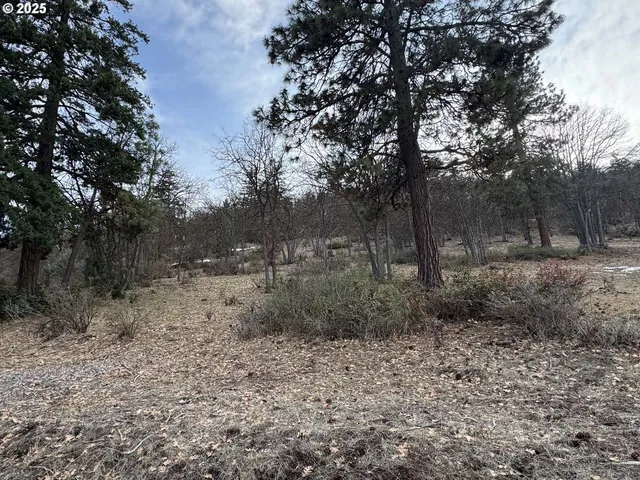 a view of a forest filled with trees