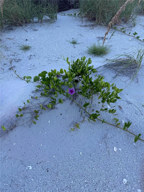 9502 Alborado Road Placida, FL 33946 - Photo 55 of 61 a view of a dirt road with a bench