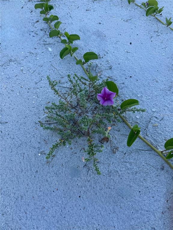 9502 Alborado Road Placida, FL 33946 - Photo 56 of 61 a view of a yard