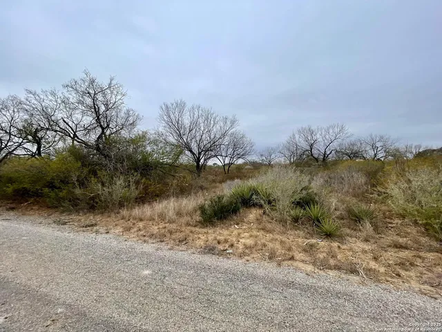 a view of a dry yard with trees