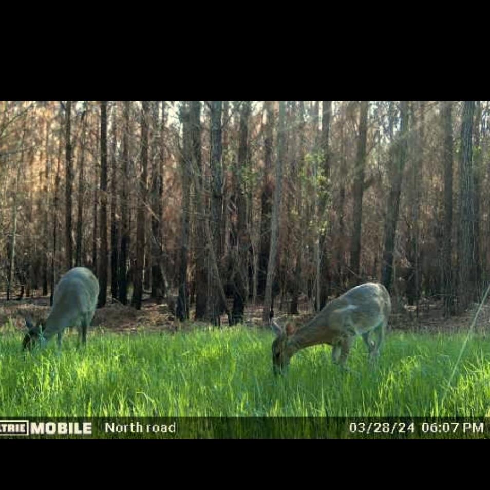 0 Rawls Road Cairo, GA 39828 - Photo 15 of 15 Gallery Image 15