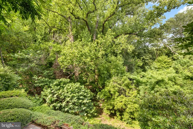 a view of a lush green forest