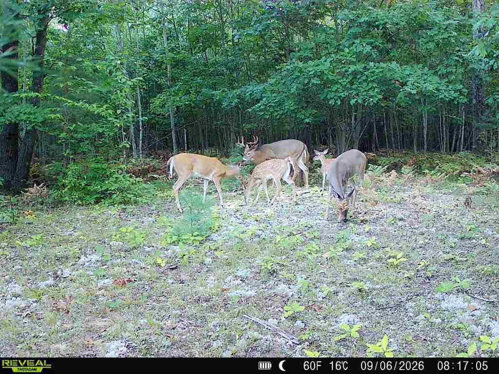 1-5 Clements Road Kaleva, MI 49645 - Photo 60 of 61 TrlCam3