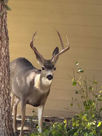 $939,000 | 317 Fascination, Unit 317, Mammoth Lakes, CA 93546