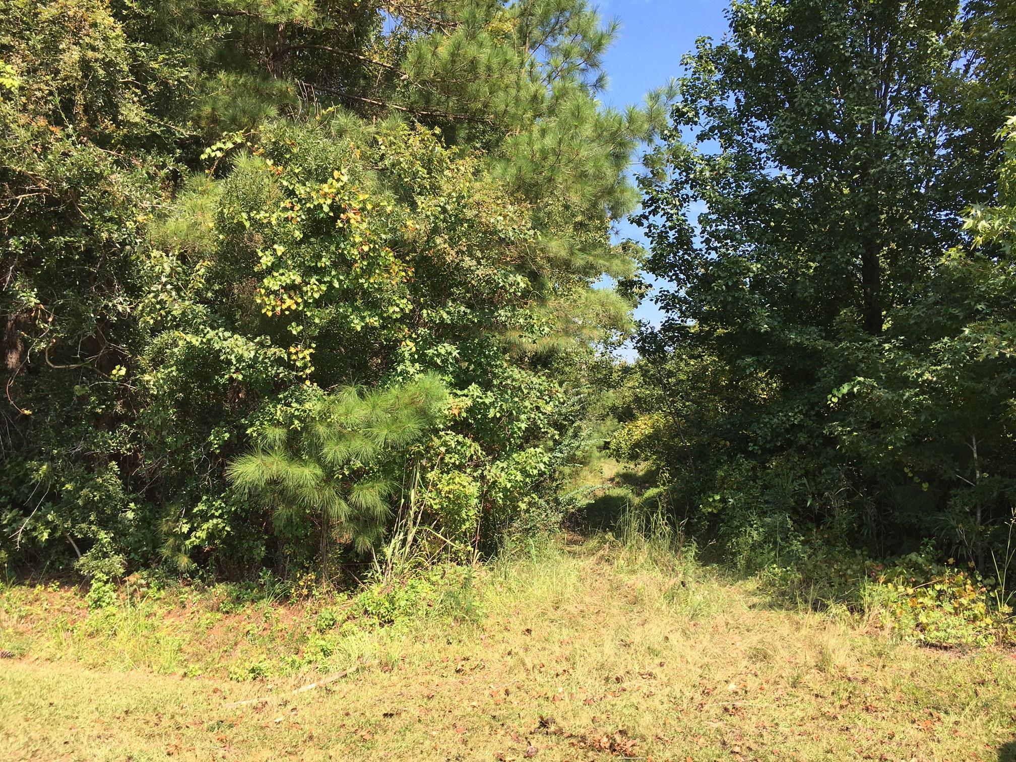 0 Old Beech Hill Road Ridgeville, SC 29472 - Photo 3 of 4 IMG_2225